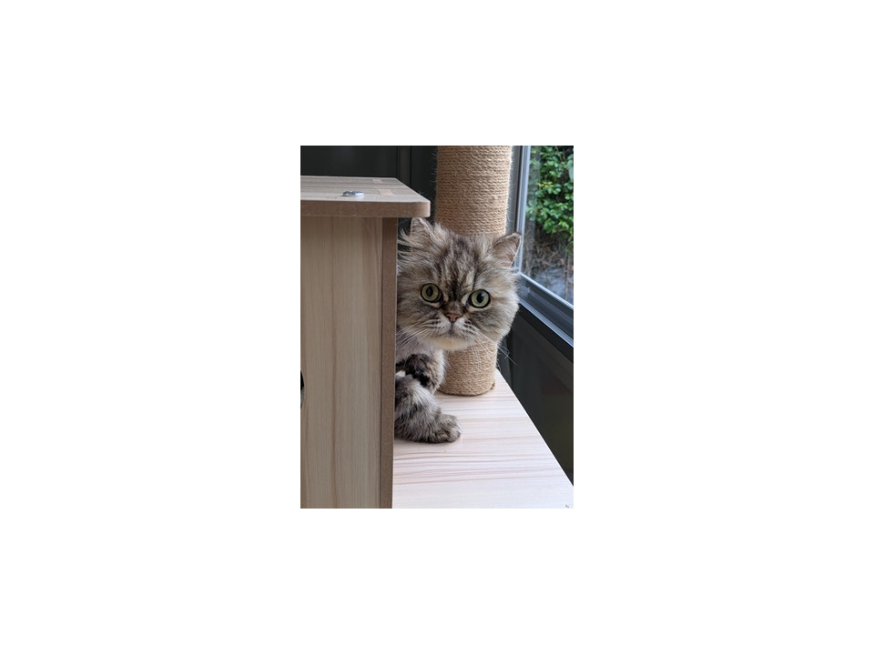 ペルシャ