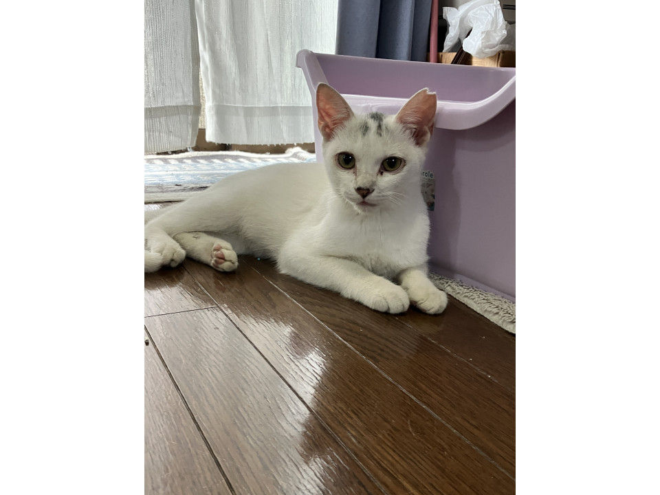 寂しがり屋の子猫