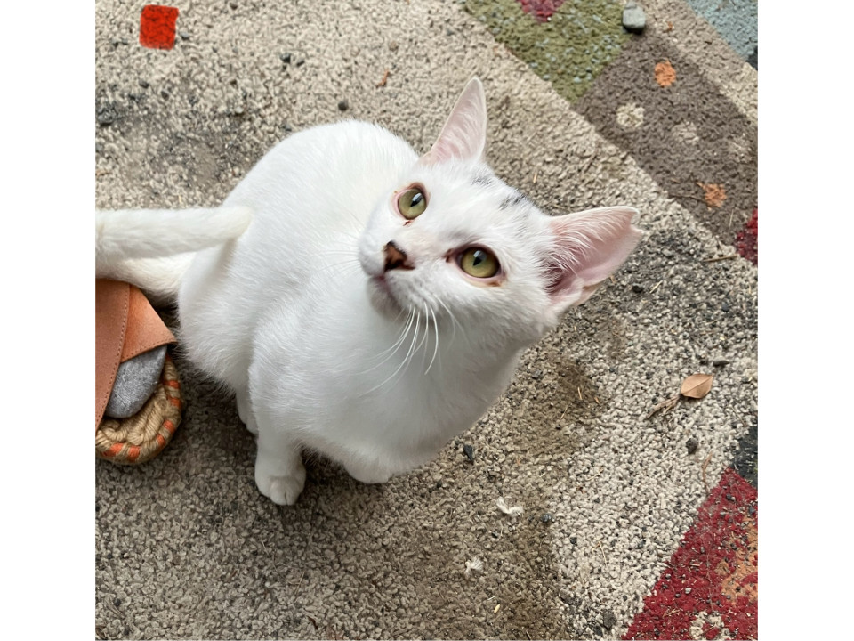 寂しがり屋の子猫