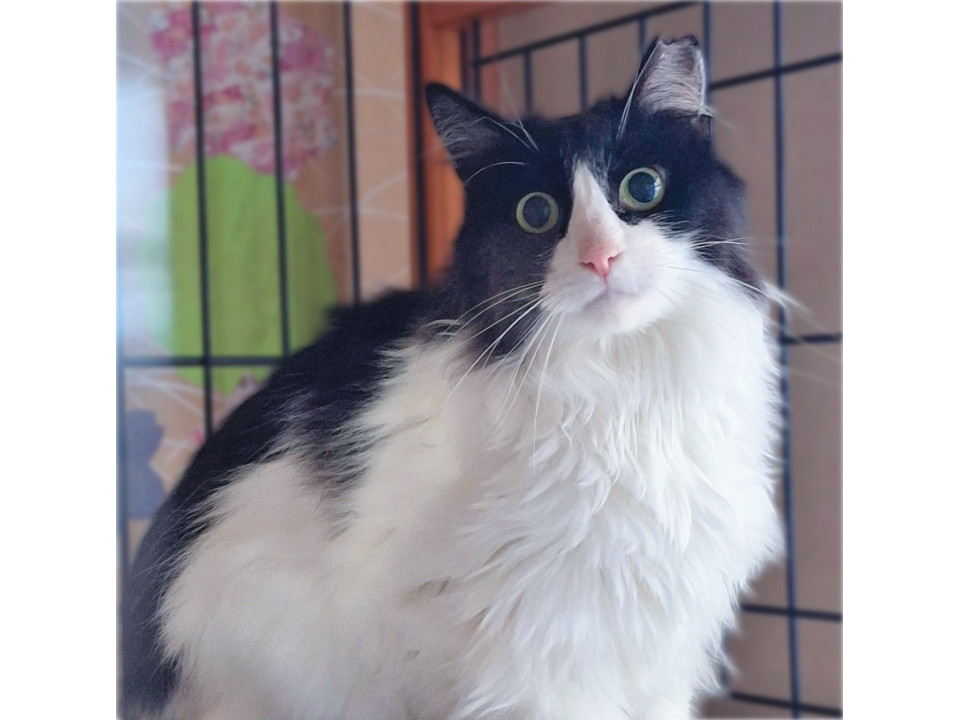 ゴージャス長毛猫さん❤️ふわちゃん