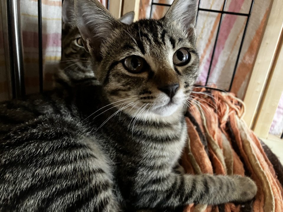 利発で大胆、キジトラの翔吉くん!