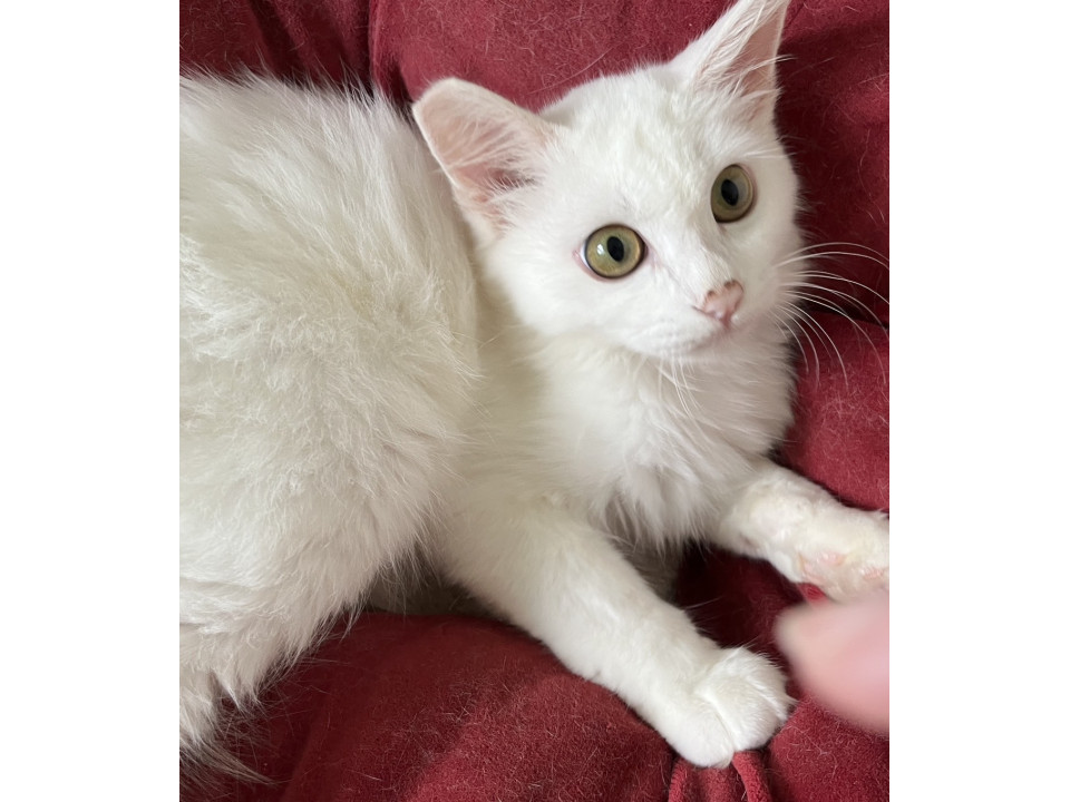 目のクリクリ大きな美猫のアオくん