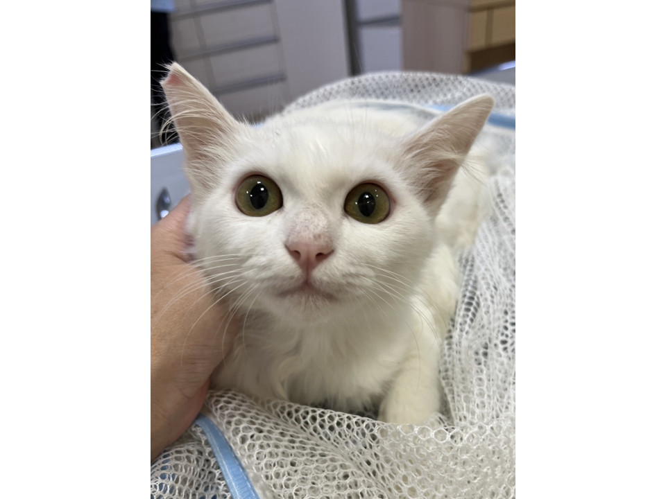 目のクリクリ大きな美猫のアオくん