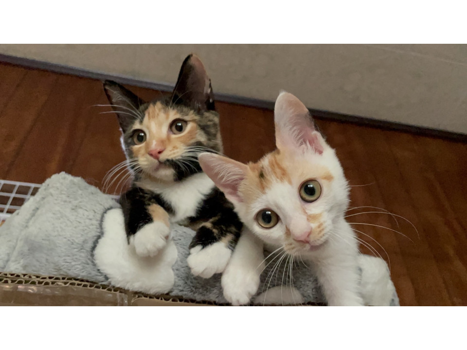 人が大好き甘えんぼの三毛子猫