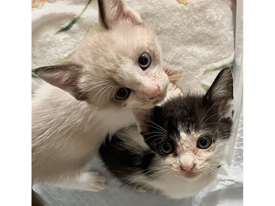 とってもカワイイ雪見大福兄妹です！