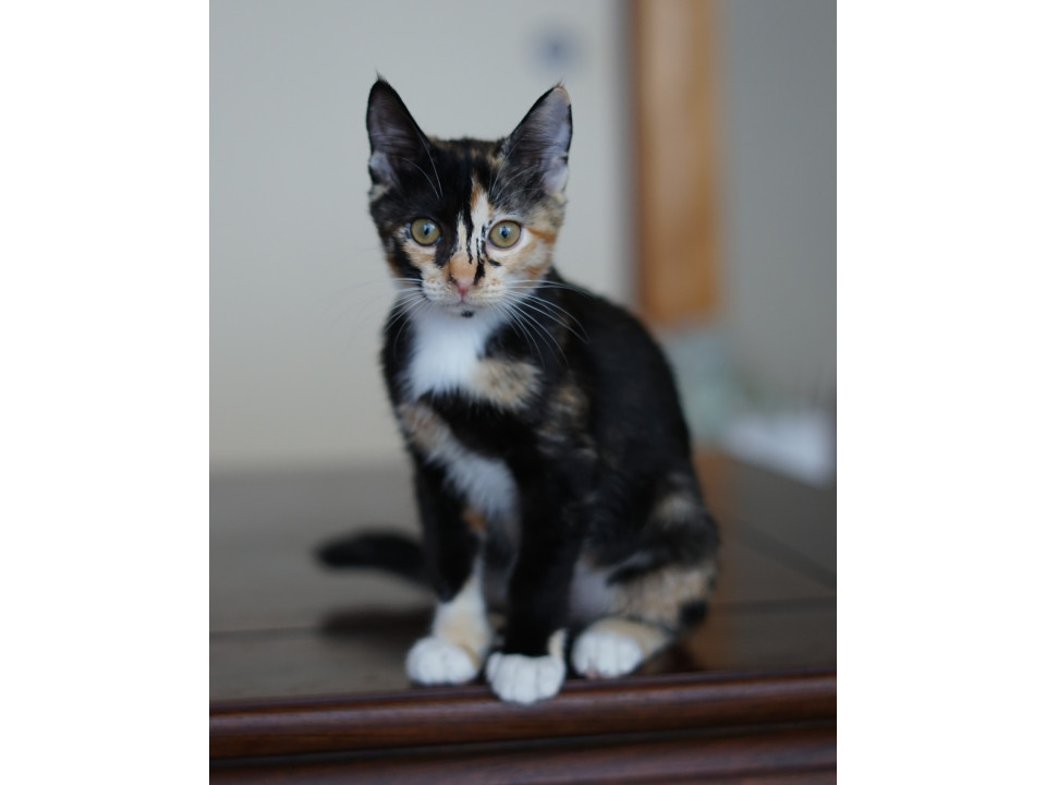 人が大好き甘えんぼの三毛子猫