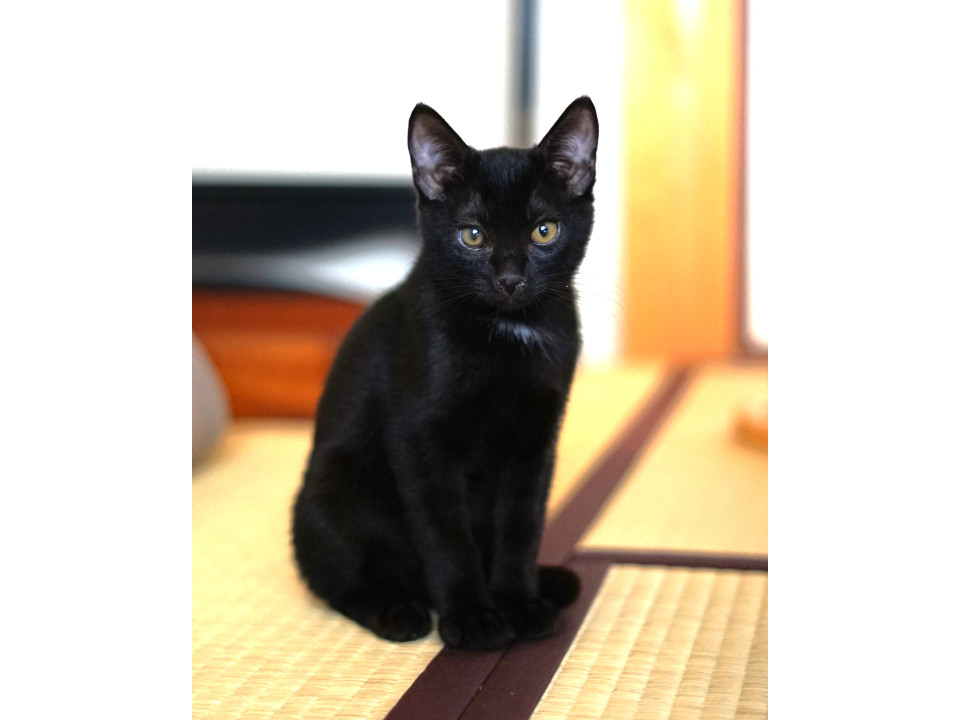 人が大好き甘えんぼの三毛子猫