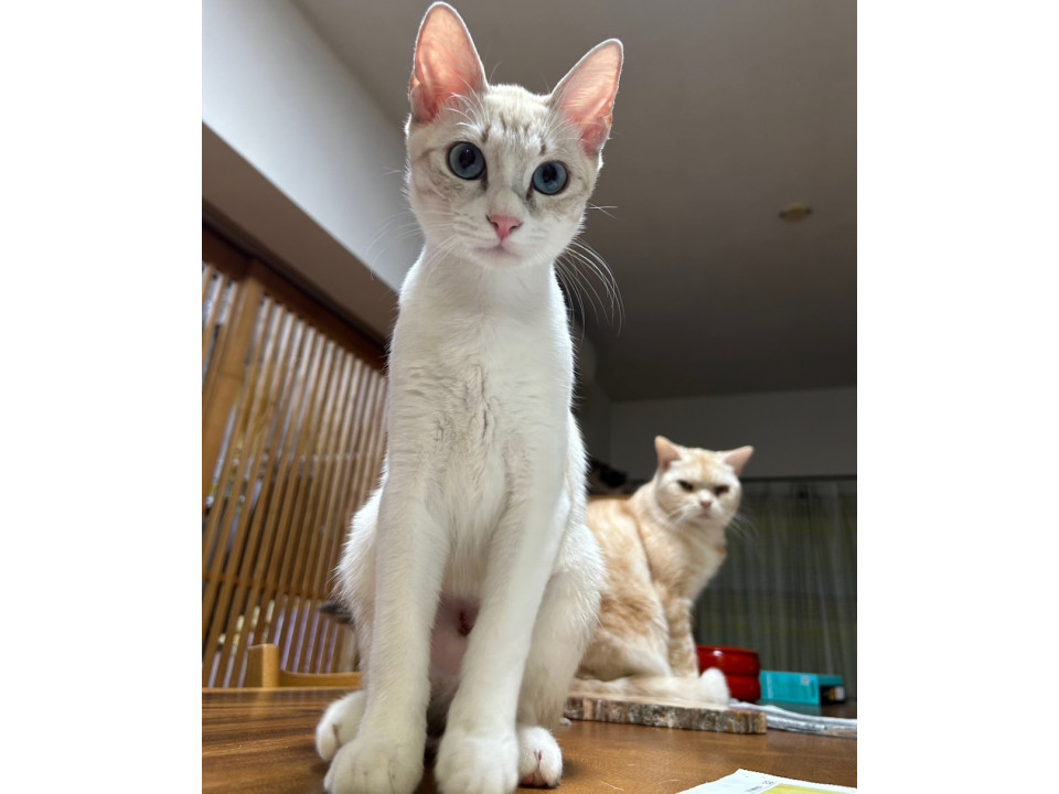 青い目のシャムミックス 5ヶ月