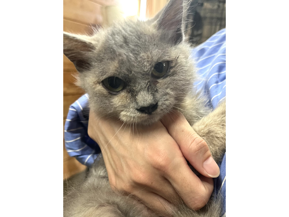 10/19譲渡会参加予定チコちゃん