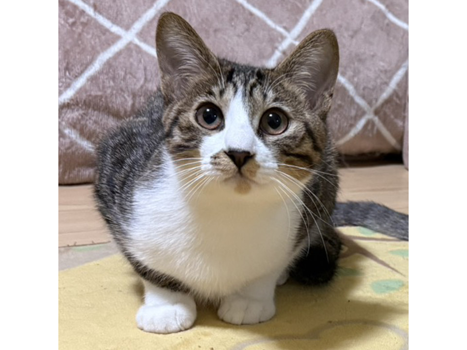 ちびっこ織田信長！お茶目な『殿』５カ月