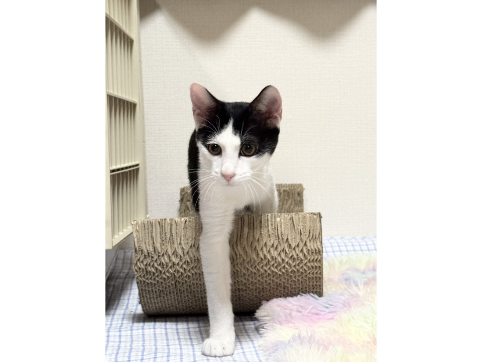 ２匹兄妹なでなで大好き♡リッキーくん