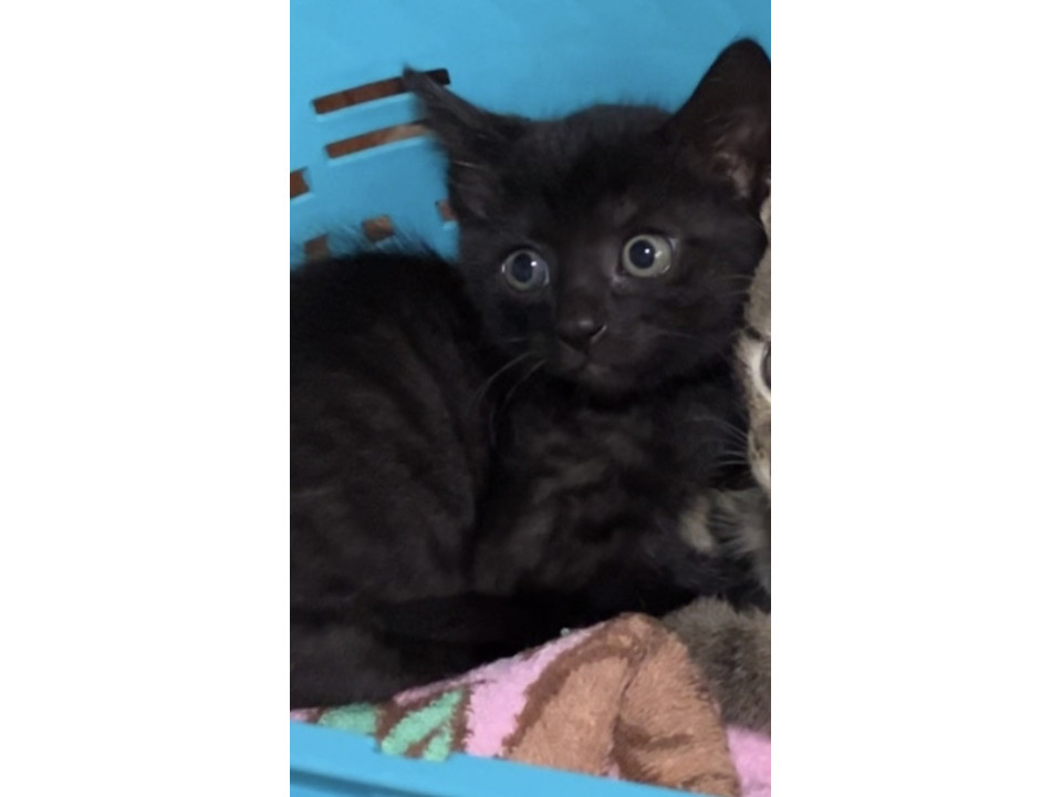 とっても可愛い黒猫ちゃんです