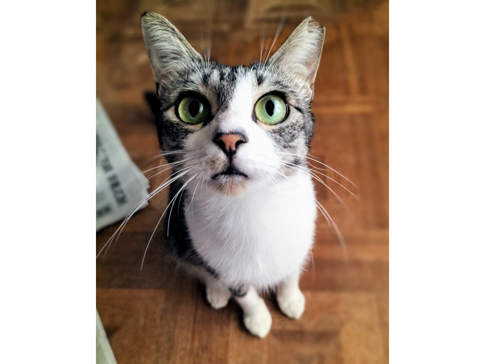 飼い主急逝…こんな良い子なかなかいない