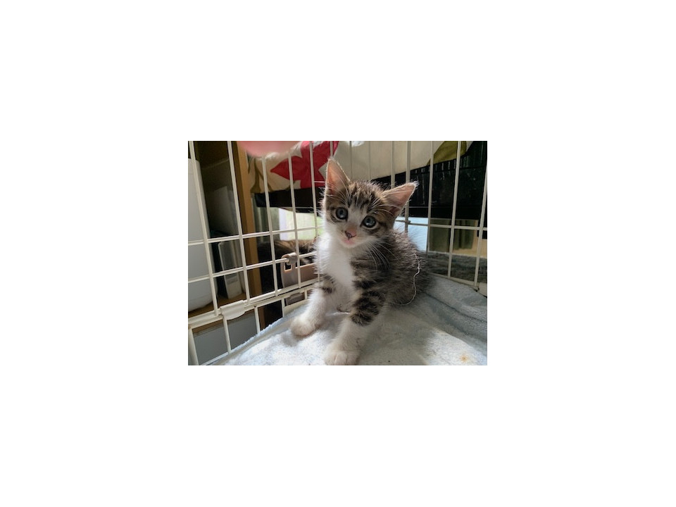 可愛い靴下猫
