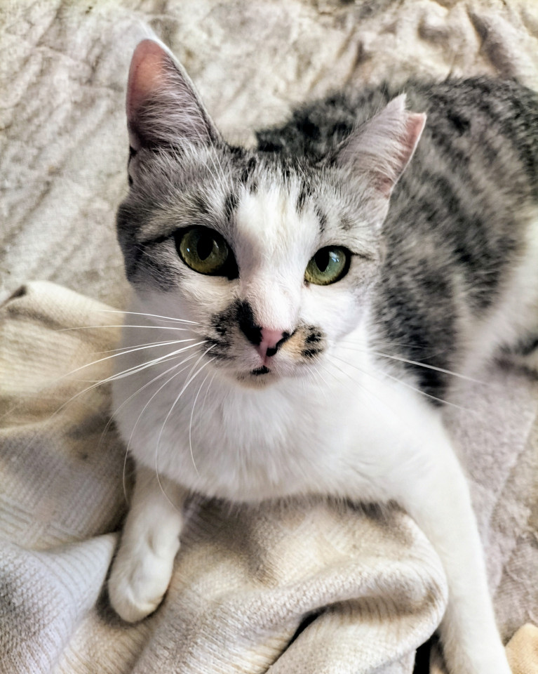 飼い主急逝…すぐにコロン♡お茶目な母猫