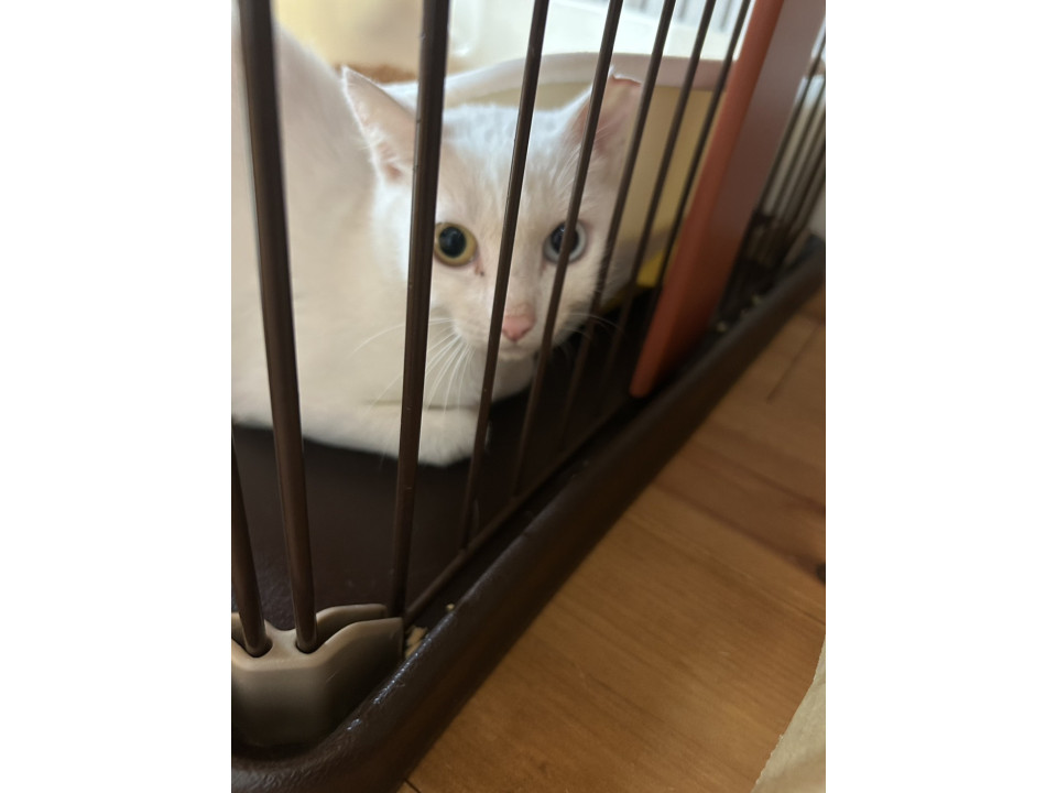 2歳程度 メス 白猫 オッドアイ