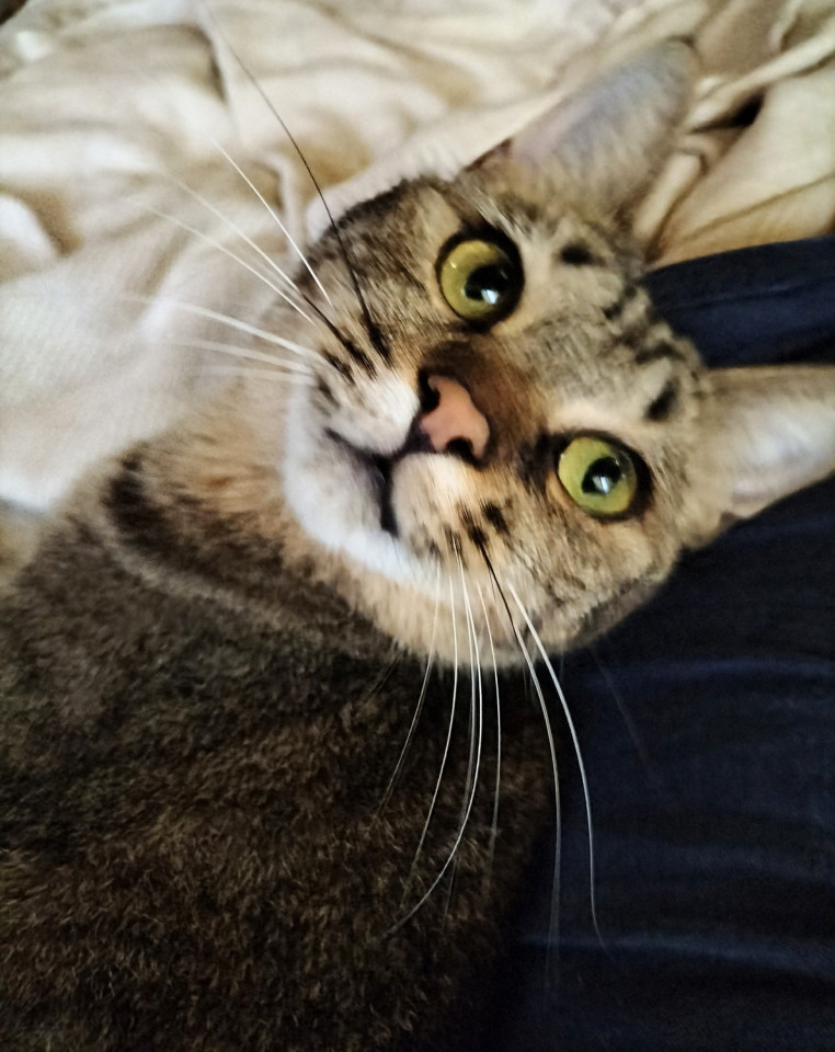 飼い主急逝…そっと寄り添う優しい女の子