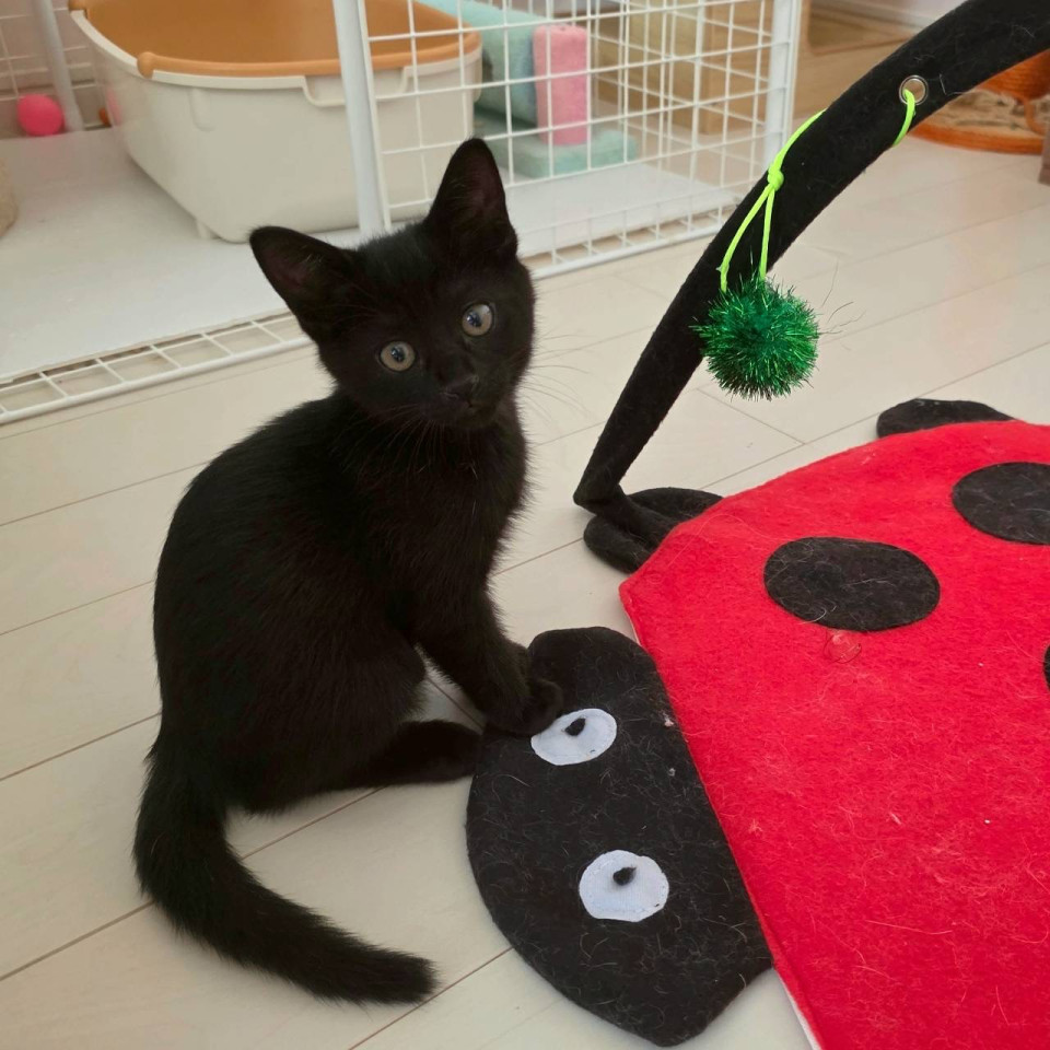 人馴ればっちり!イケメンな黒猫君