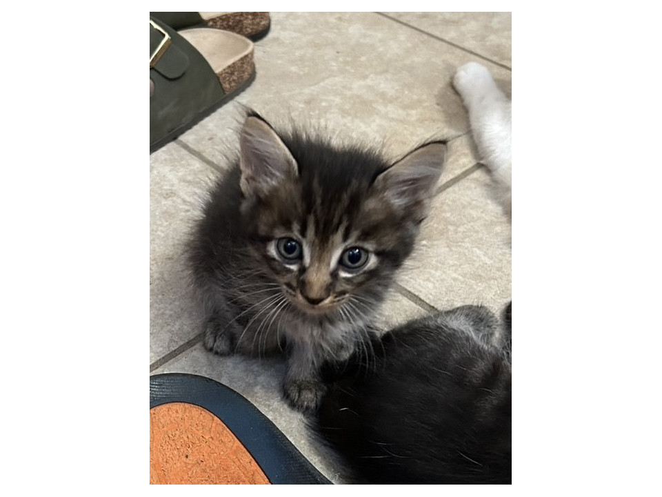 愛らしい子猫たち