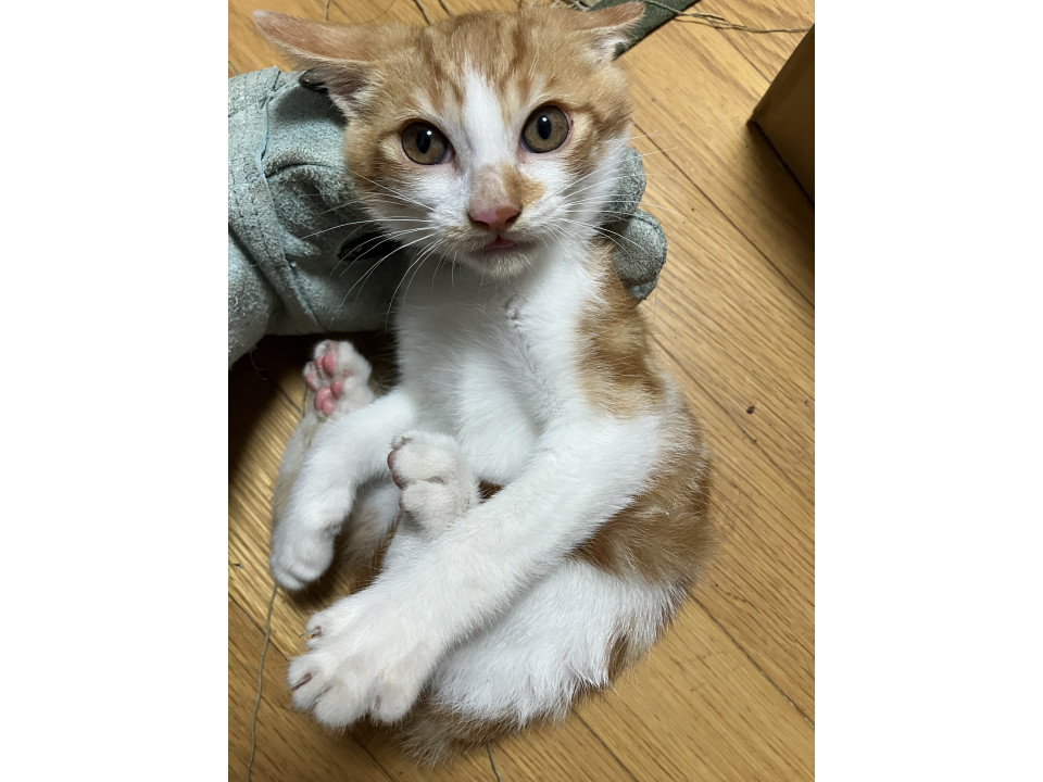 元気いっぱいの白茶子猫