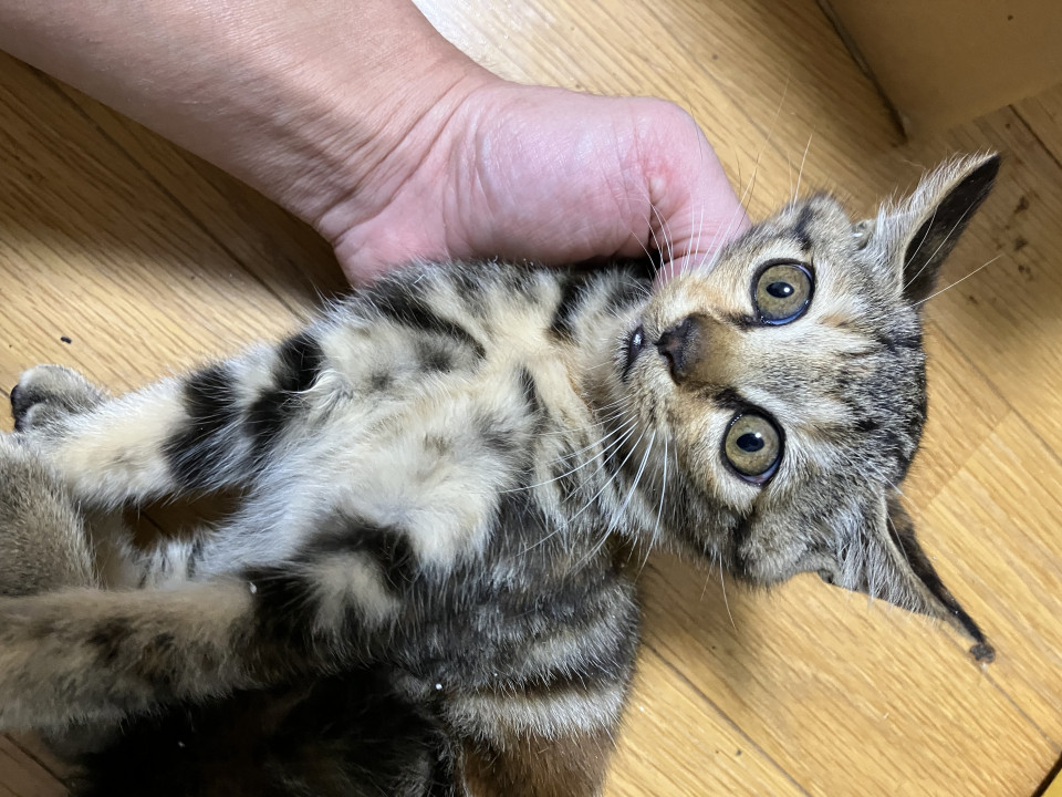 少しおっとりした元気なキジトラ子猫
