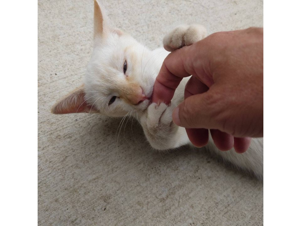 ずっとのお家探してます！