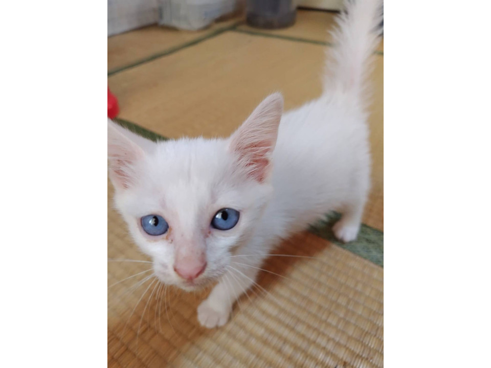 ☆憧れの激カワまっしろ子猫☆