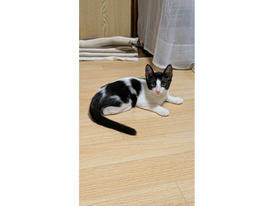 ずっとのお家募集してます♡