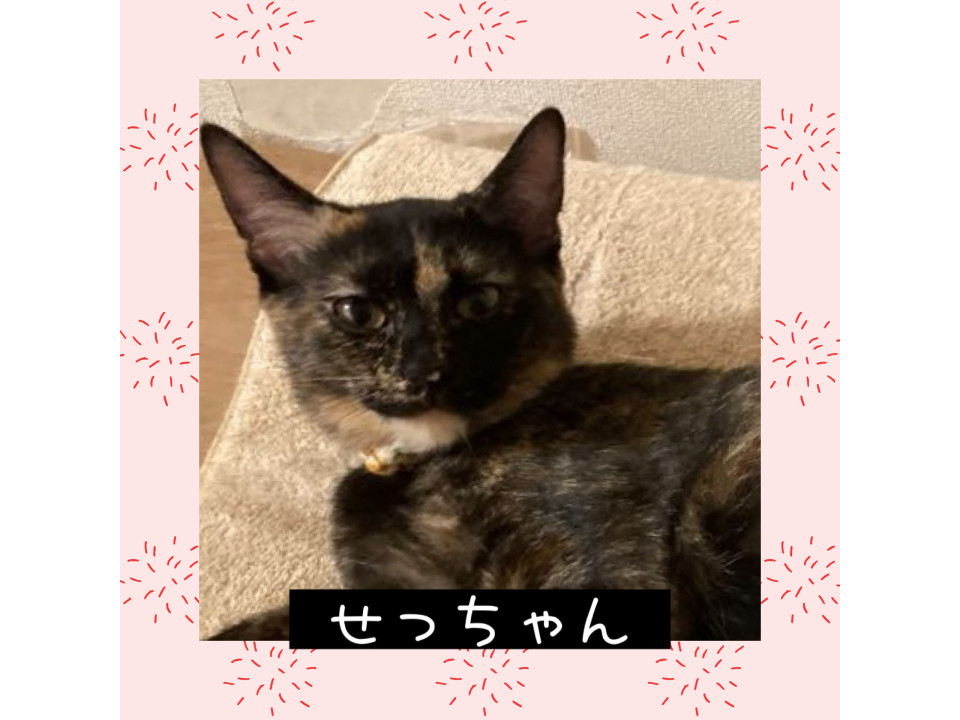 ほんまにかわいい❤️せっちゃん5ヶ月