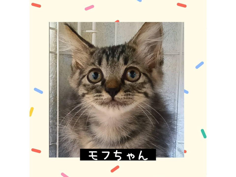 ほんわかモフちゃん❤️2ヶ月