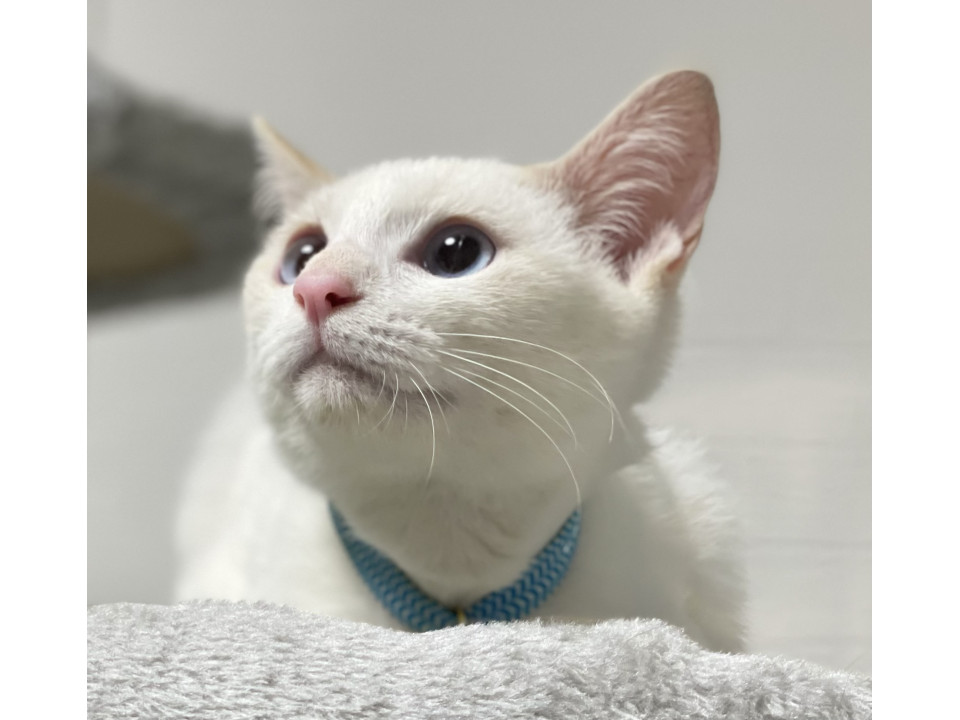 ブルーの瞳が綺麗な「ジュリ」くん