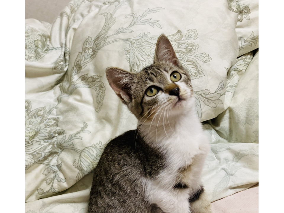 抱っこOK猫と仲良し大人しい、つゆちゃん