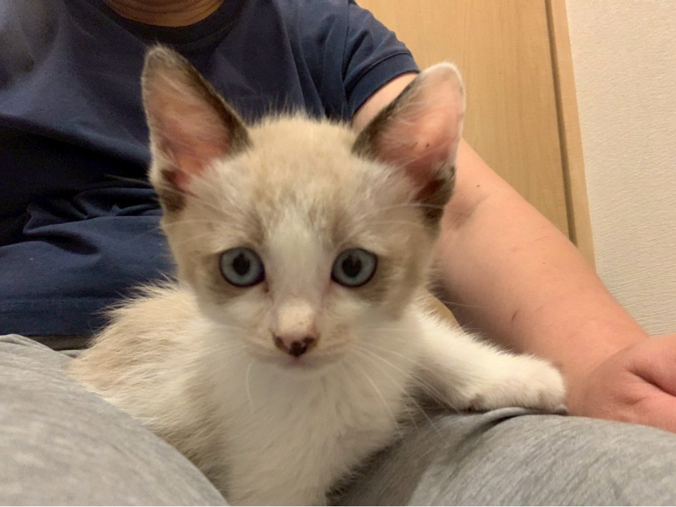 シャム猫のような唯一無二の柄のレモンくん
