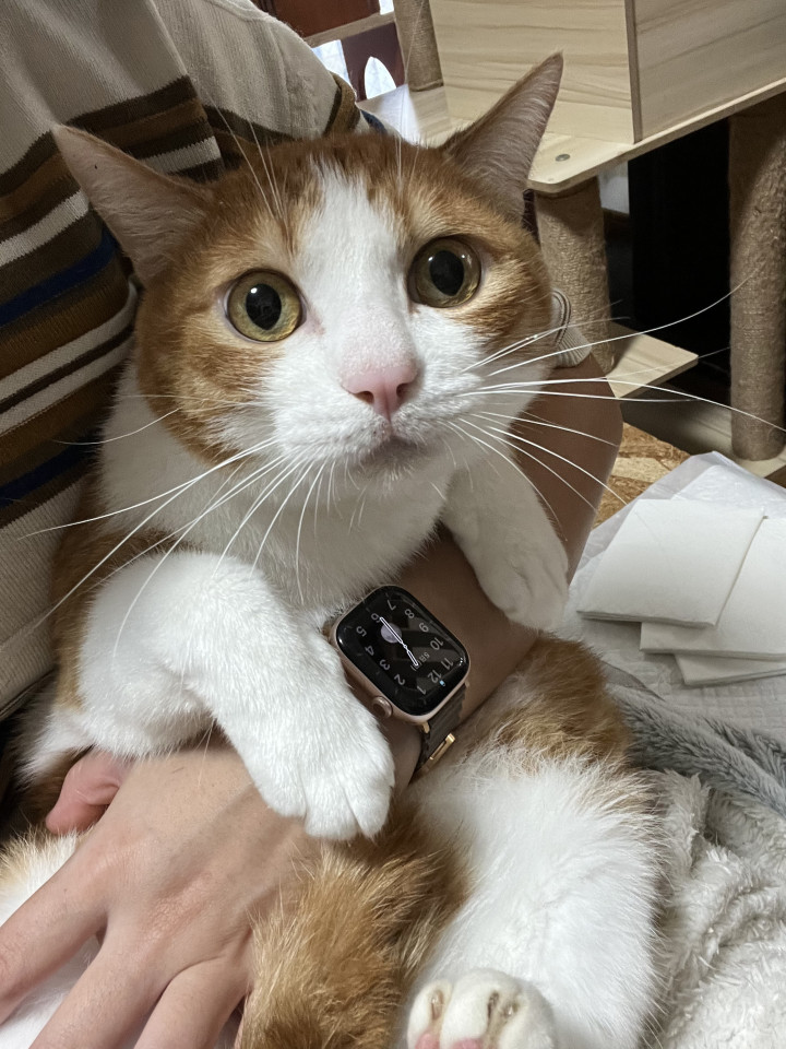 にゃおーん!とお話上手な子♪