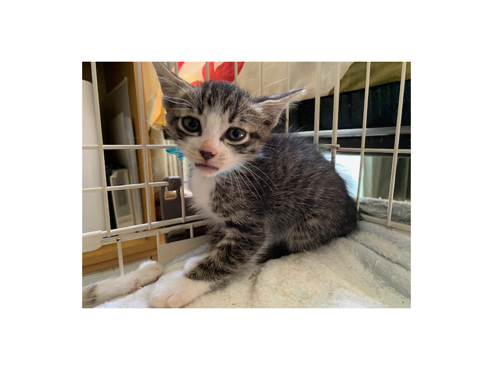 可愛いイカ耳靴下猫