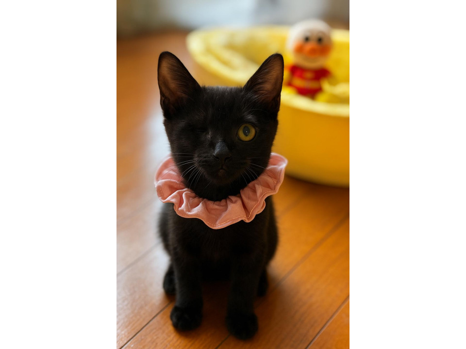 片目だけど心はまんまる♡ てんてんちゃん