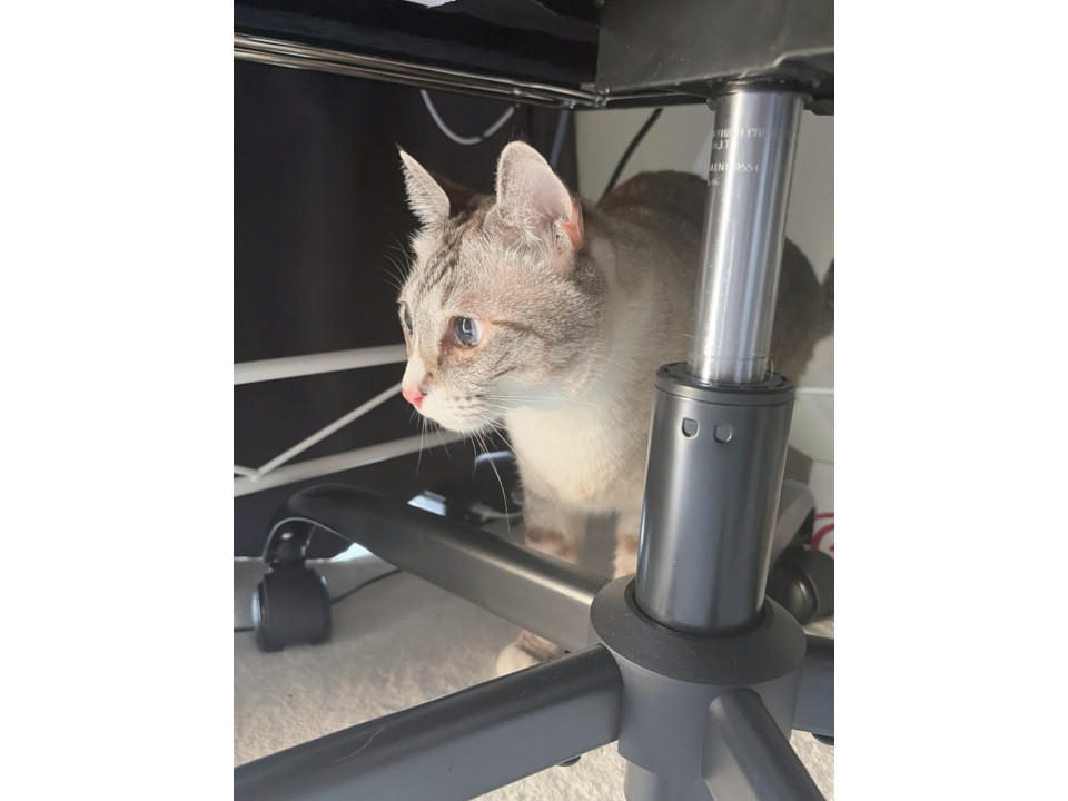 6才でもまだまだ甘えたい!グレー兄弟猫