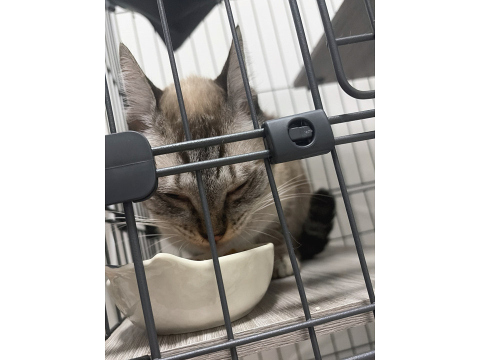 6才でもまだまだ甘えたい!グレー兄弟猫