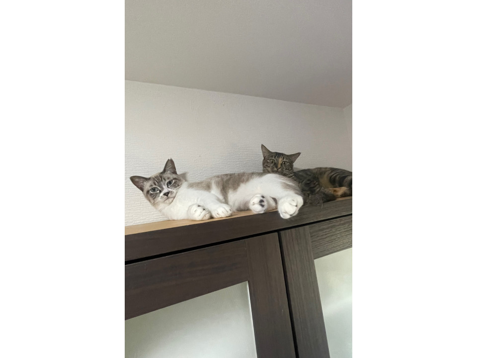 姉妹猫小柄なキジムギと可愛いシャム