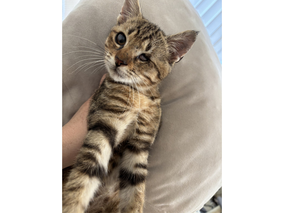 左目にハンディがある子猫ちゃん