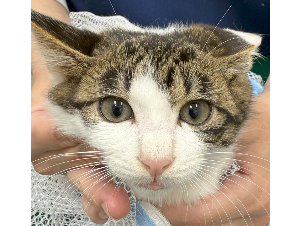 仔猫ちゃんの里親様を募集いたします。