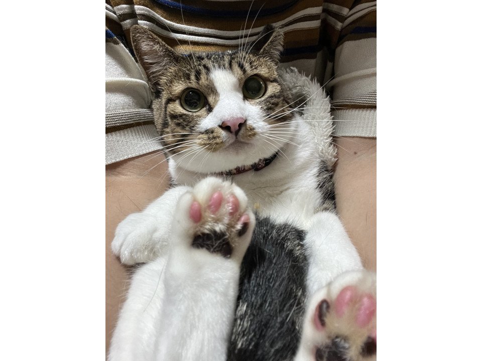 触れません❣️でもとっても可愛い！