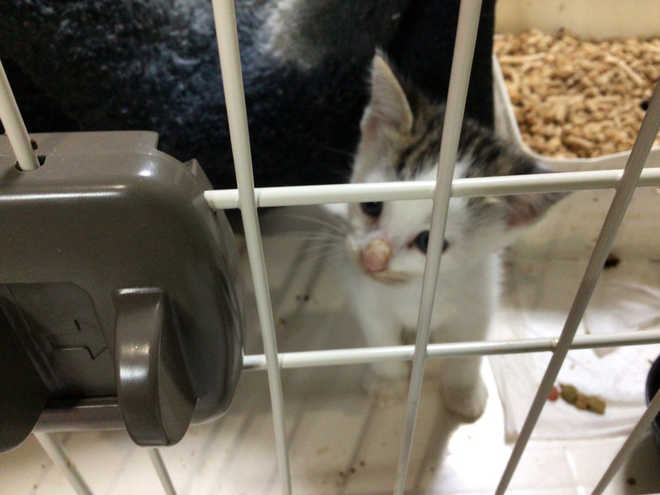 可愛い子猫