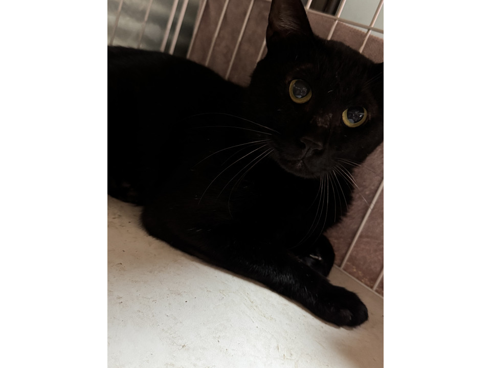 黒猫のジジくん?⬛
