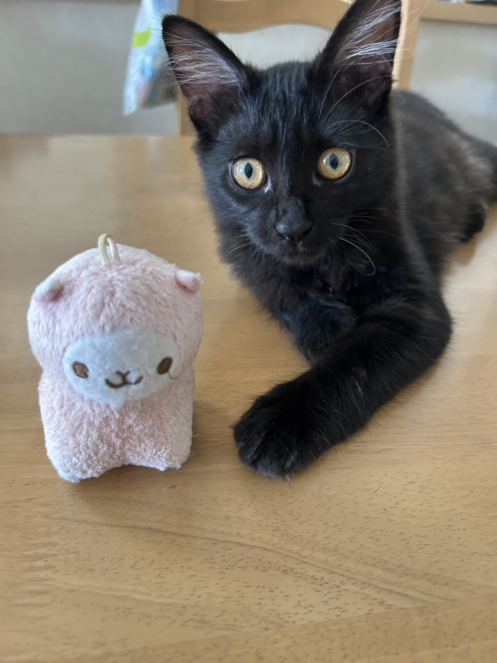 フサフサ尻尾が可愛い甘えん坊