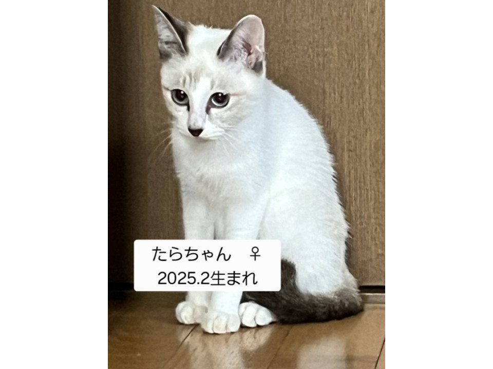 ベタベタたらちゃん
