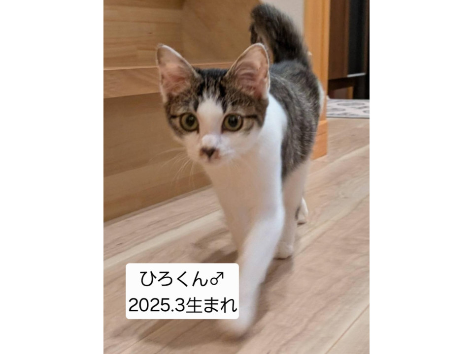 おりこうさんひろちゃん