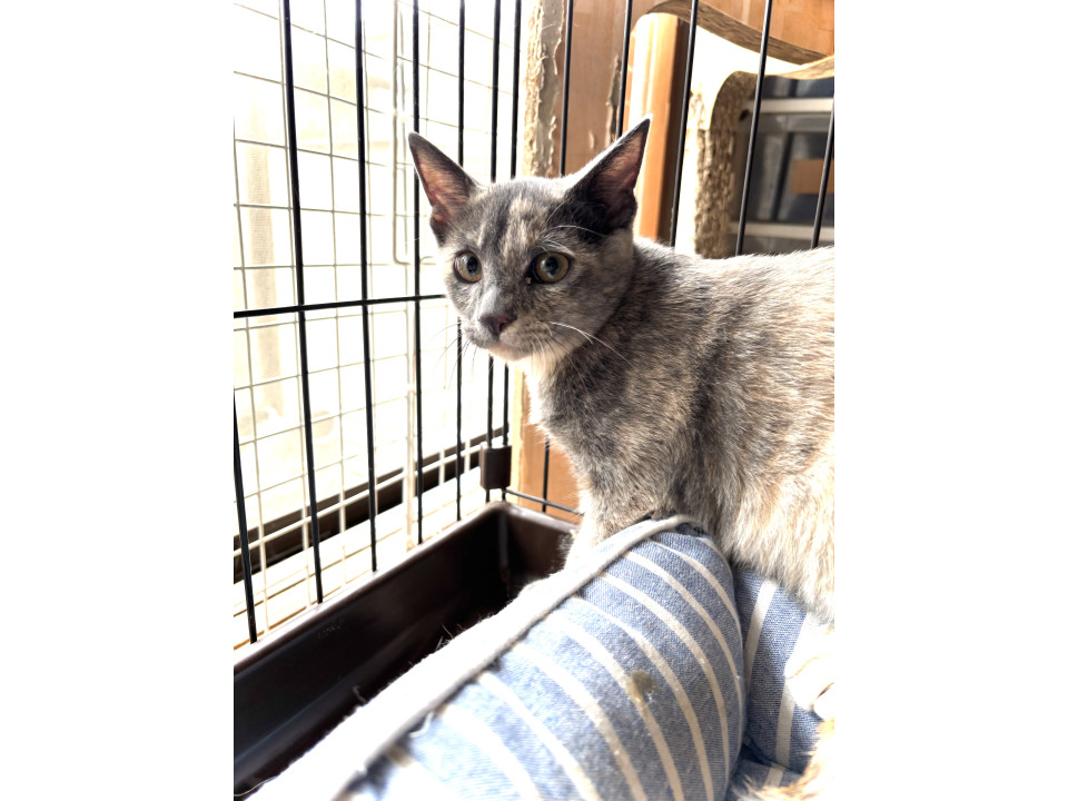 パステルサビ猫末っ子こはくとう