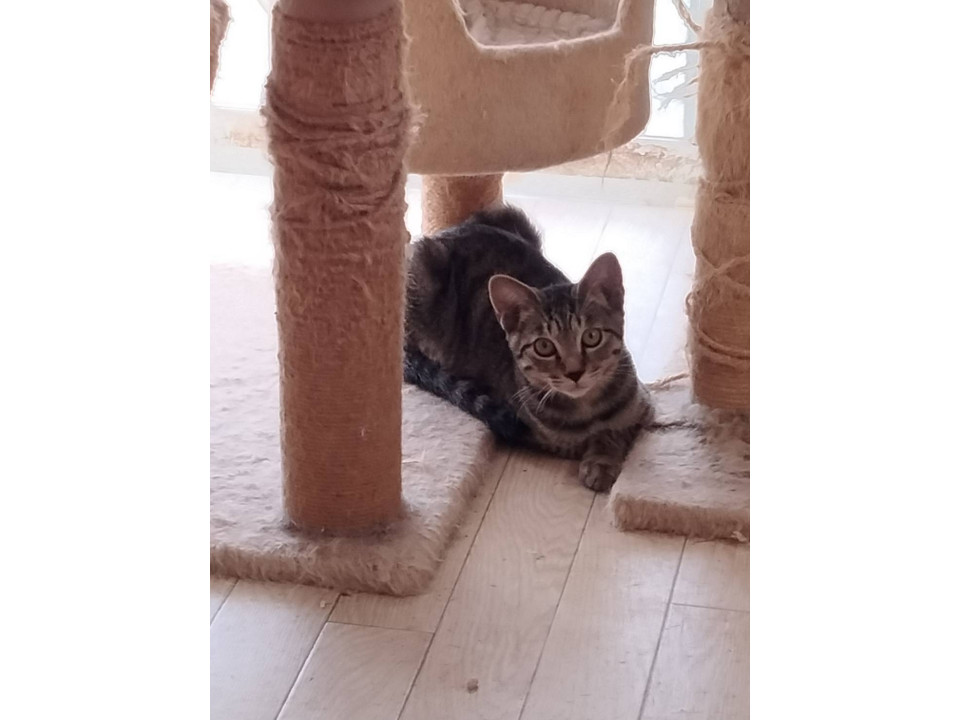 少しビビリだけど、先輩猫さんとは仲良しに