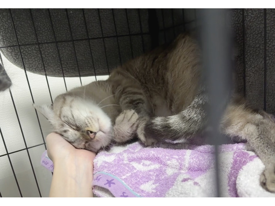大人しくて、慣れたら甘えん坊!成猫くん